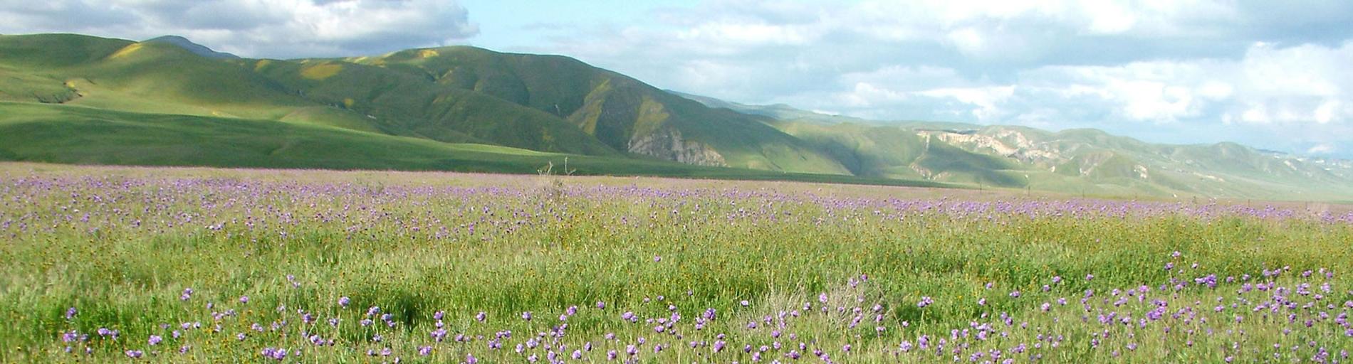 Wildflowers near Arvin